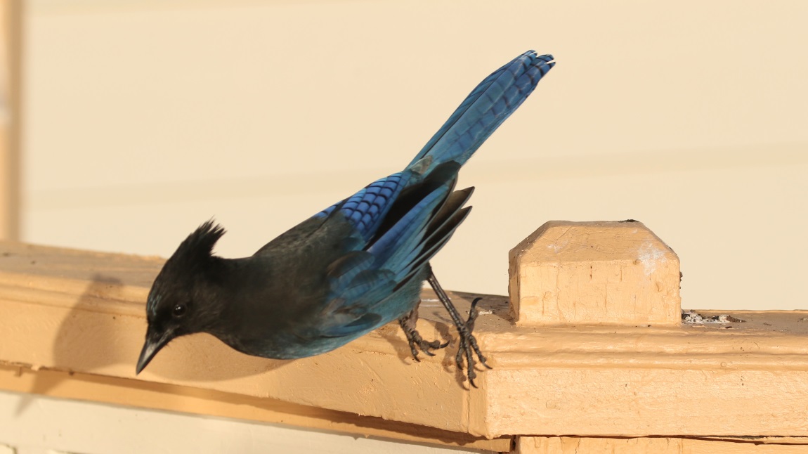 Steller's Jay