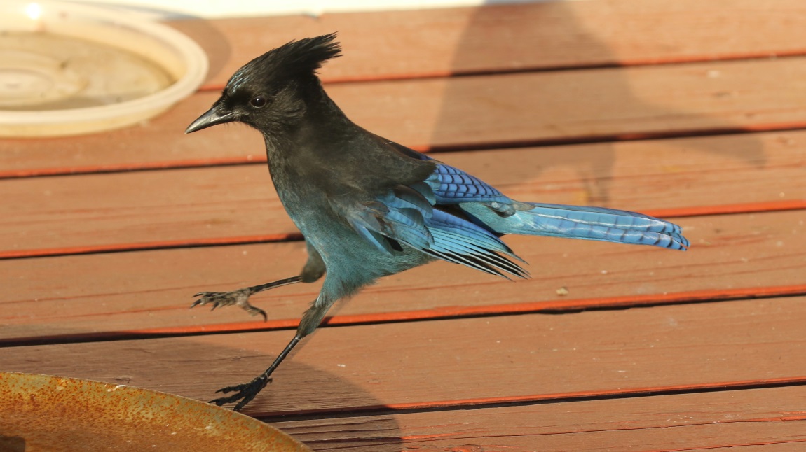 Steller's Jay