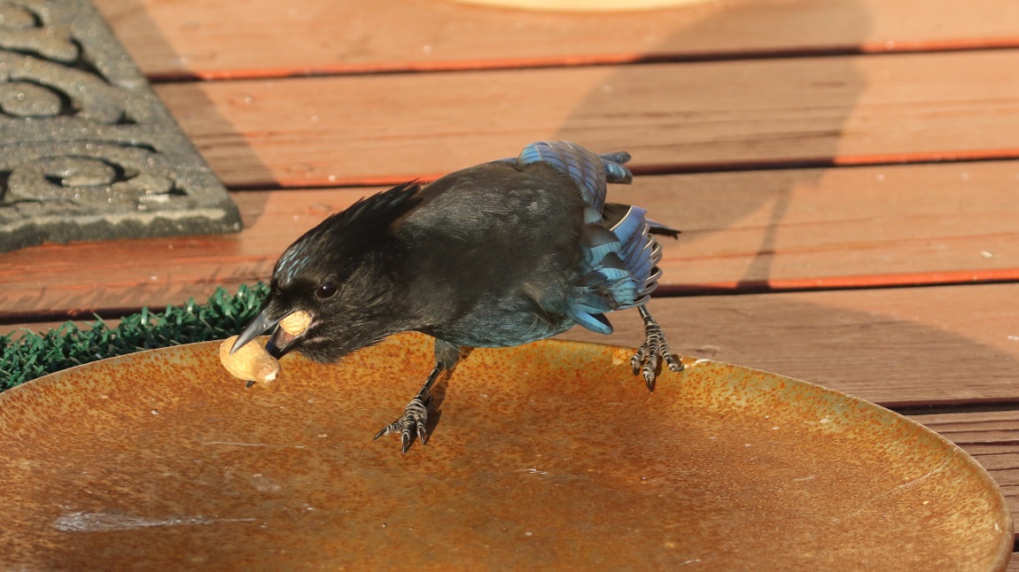 Steller's Jay