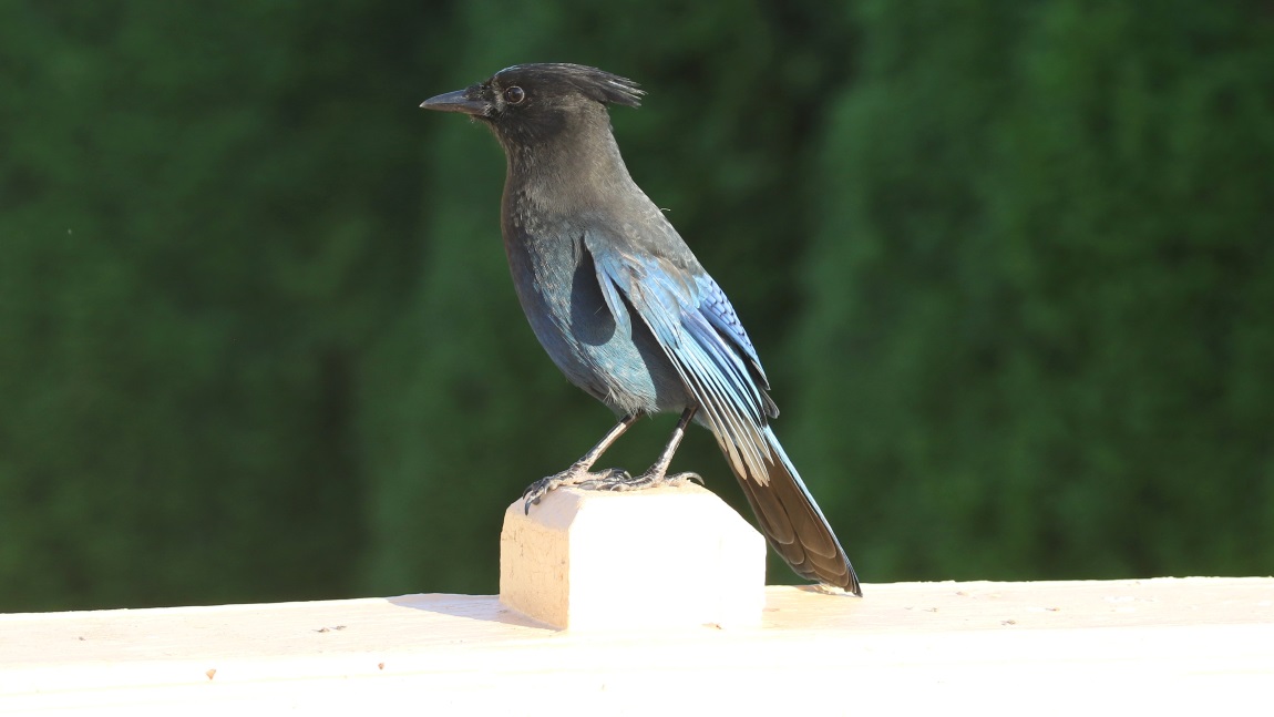 Steller's Jay