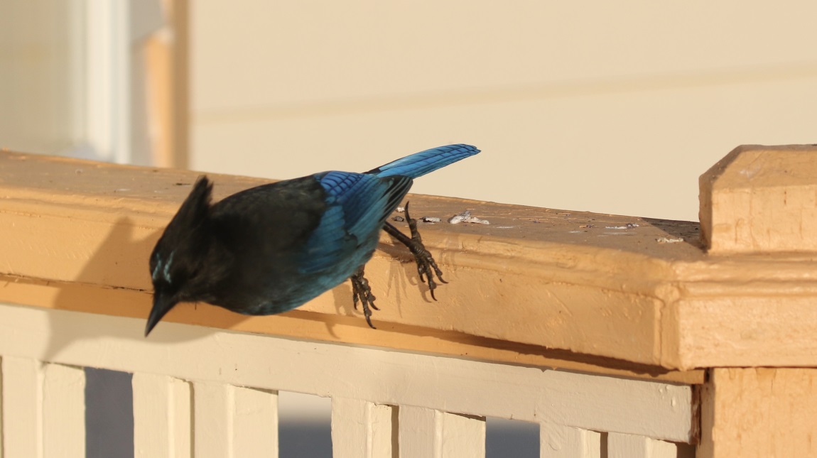 Steller's Jay
