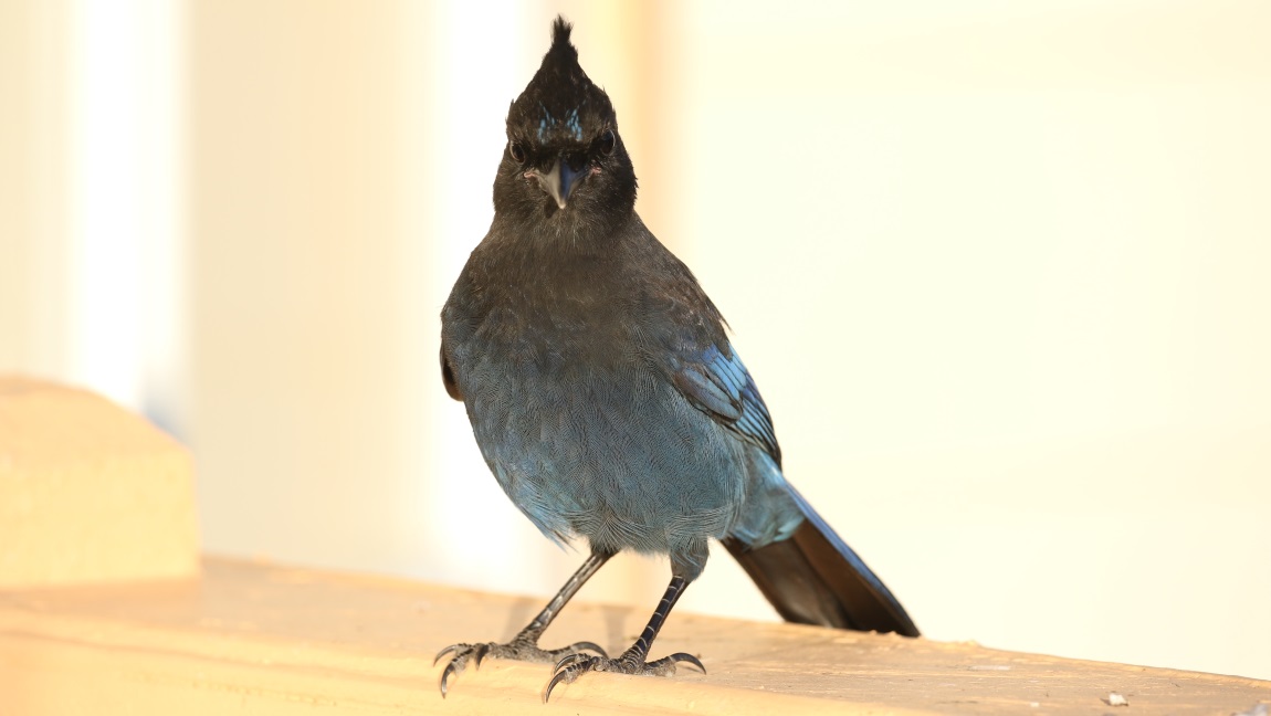 Steller's Jay
