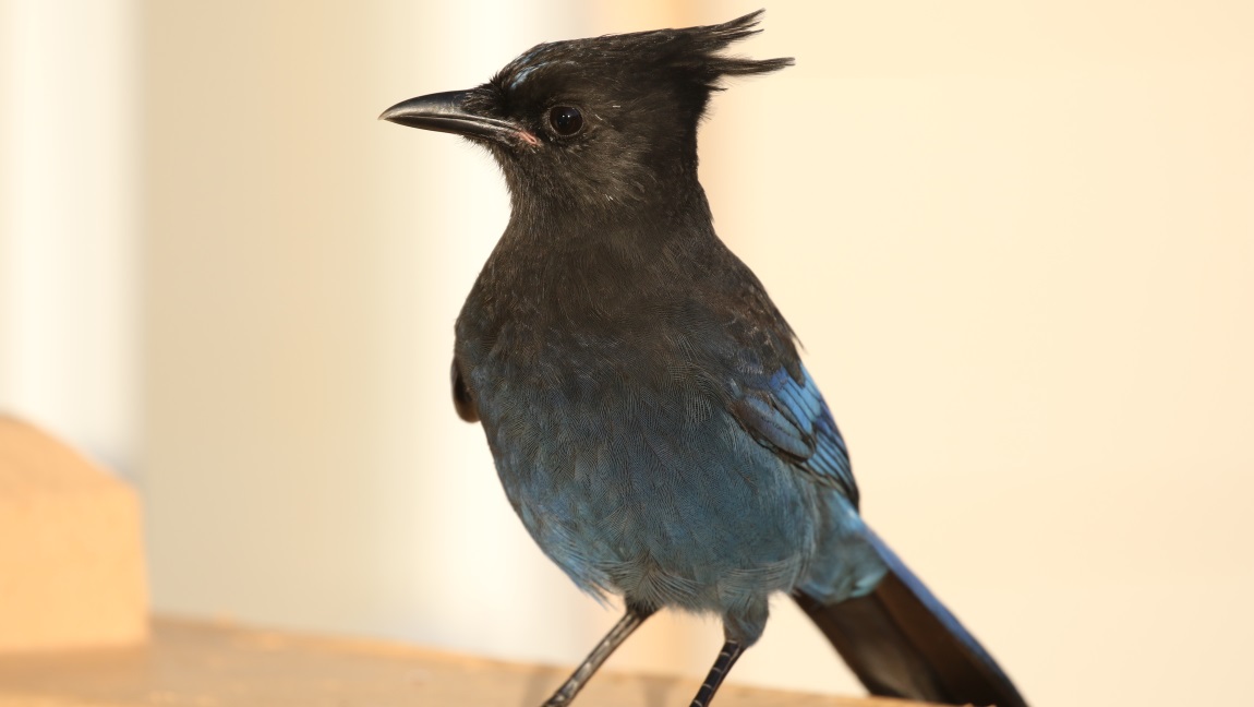 Steller's Jay