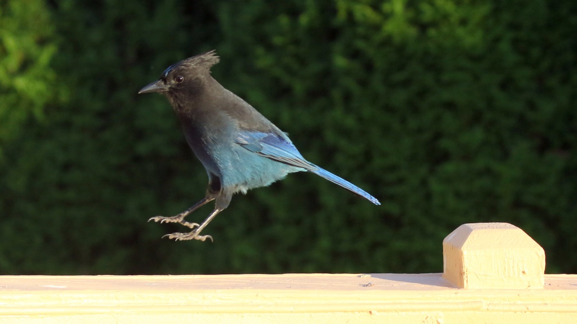 Steller's Jay