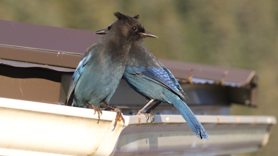 Steller's Jays