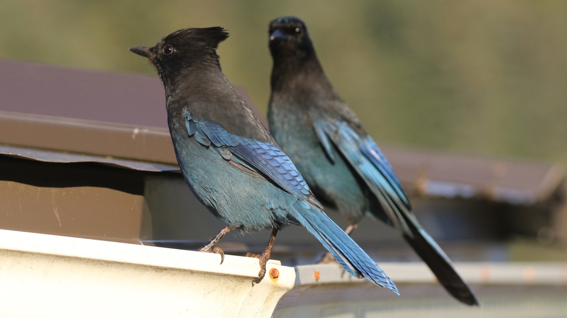 Steller's Jays