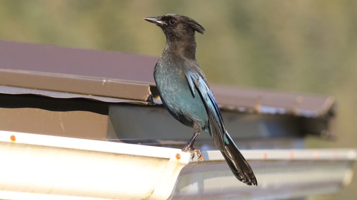 Steller's Jay