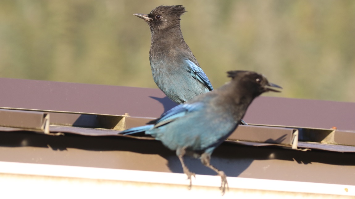 Steller's Jays