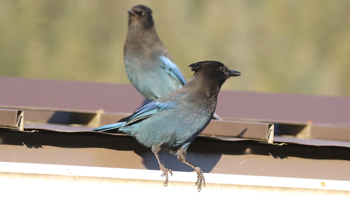 Steller's Jays
