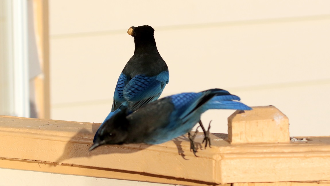 Steller's Jays