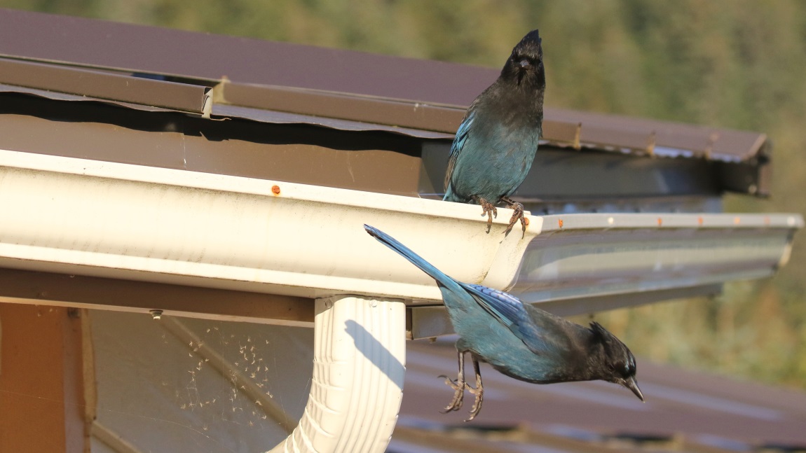 Steller's Jays