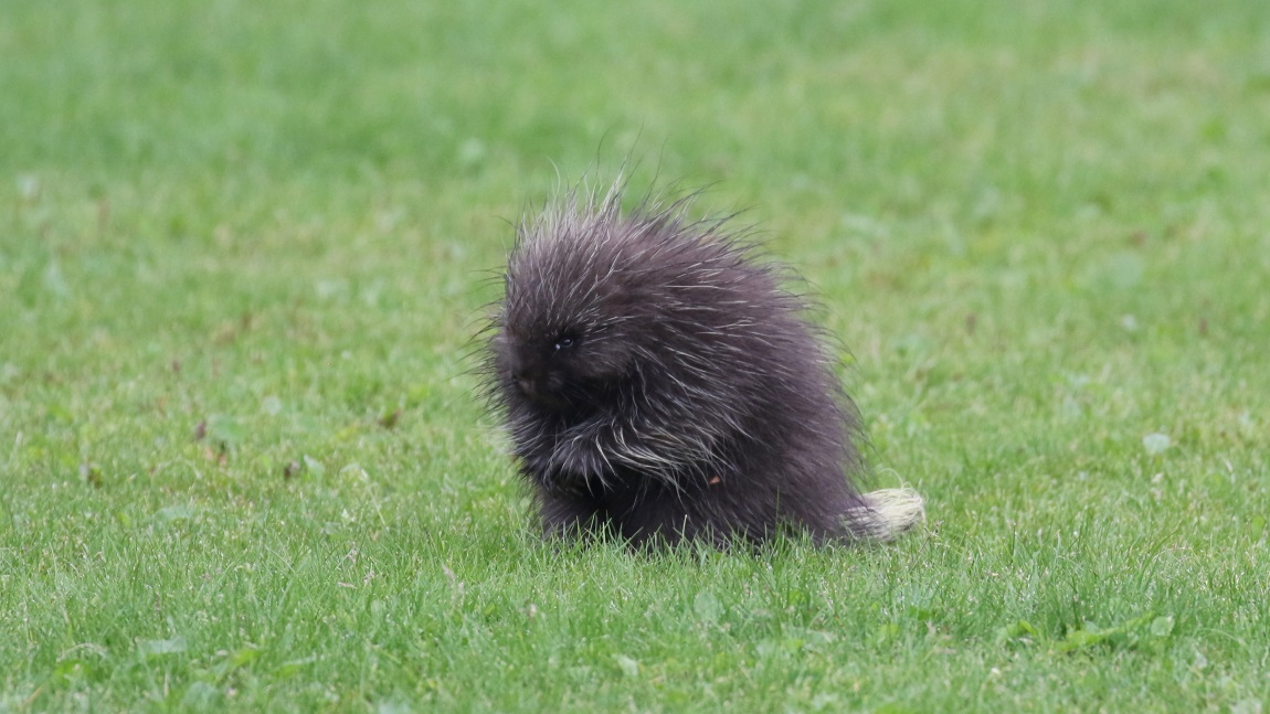 Porcupine