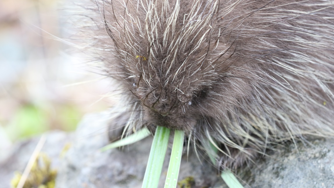 Porcupine eating