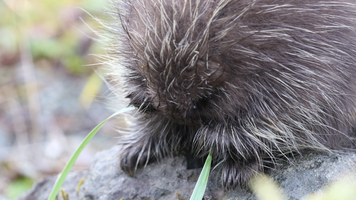 Porcupine eating