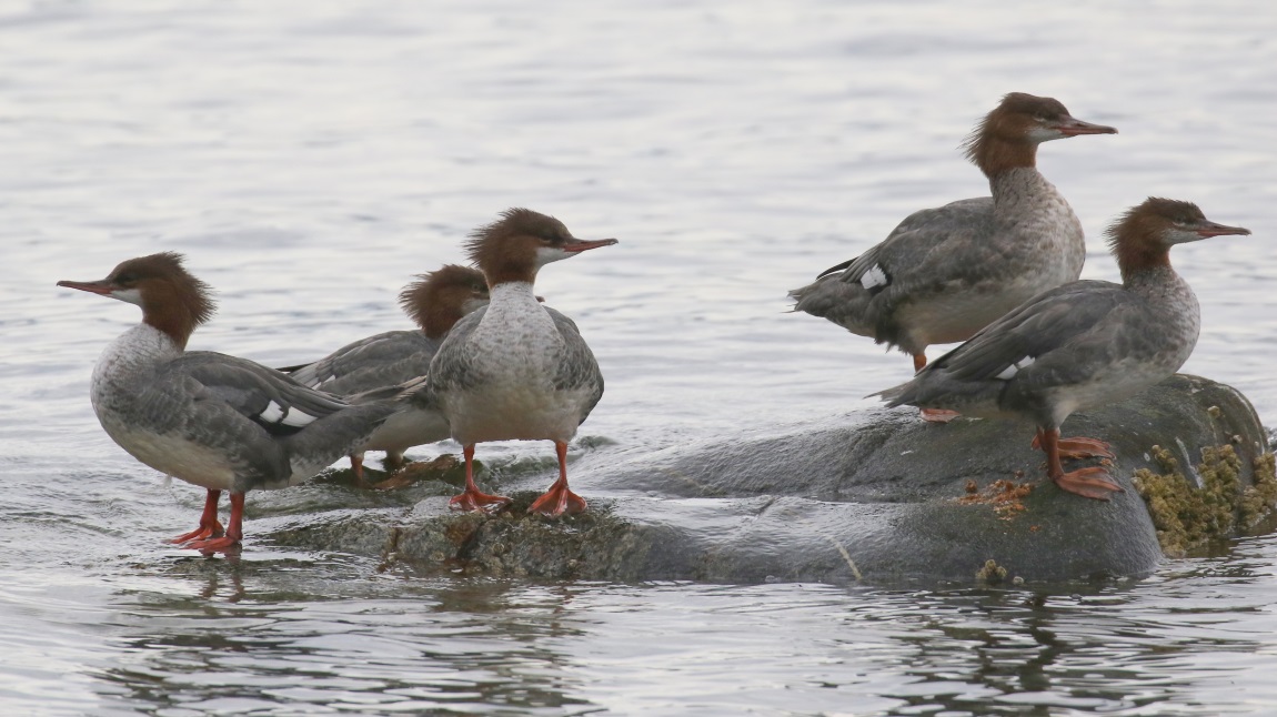 Common Mergansers