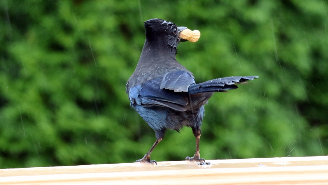 Steller's Jay