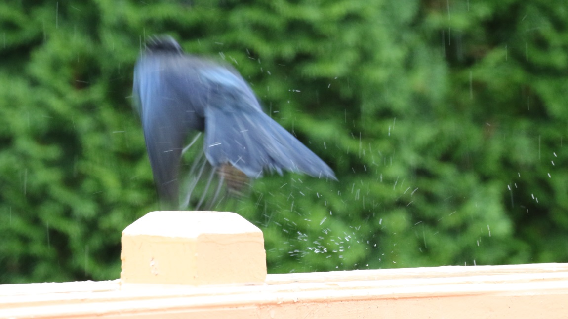 Steller's Jay