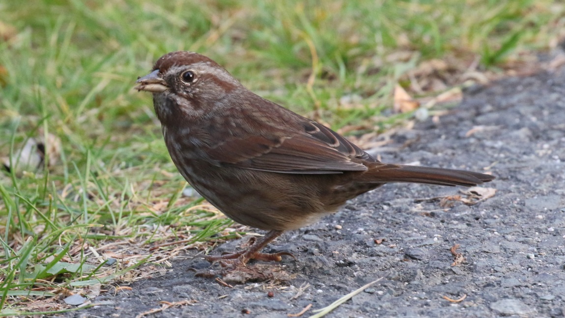 Song Sparrow