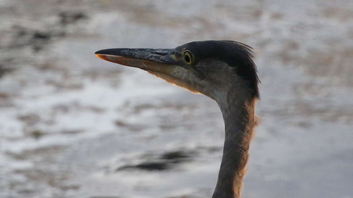 Great Blue Herron