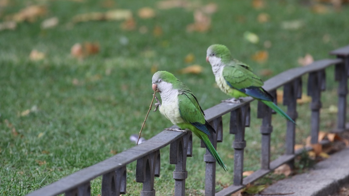 Monk Parakeets