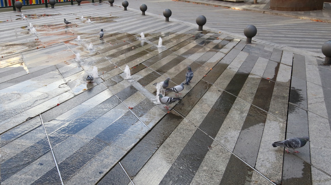 Pigeons drinking