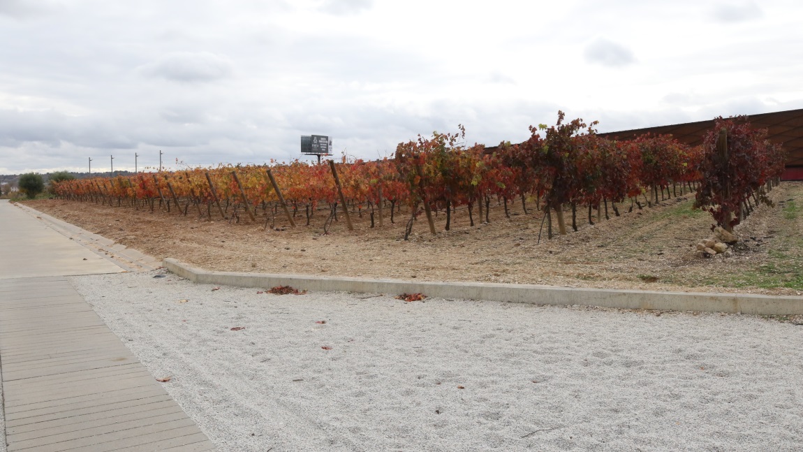 Grape vines