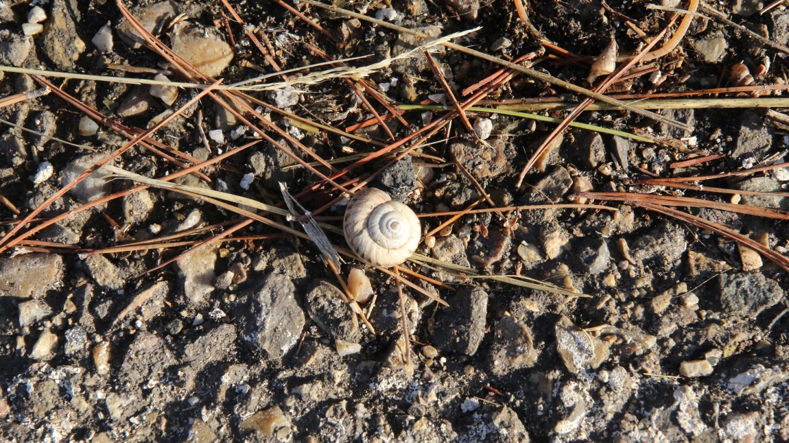 Snail