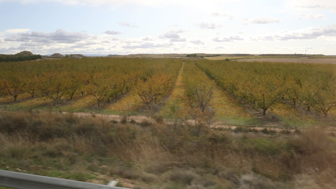 Vineyard near Alfs