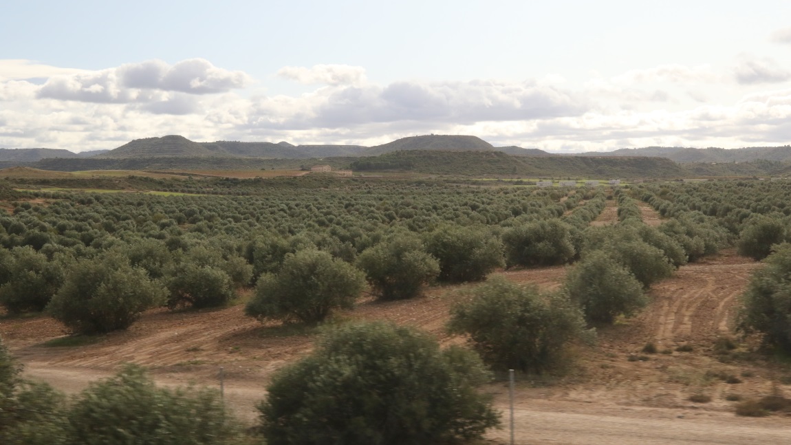Olive trees near Vimbod