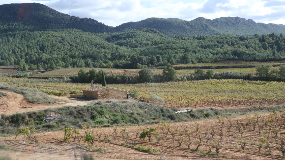Vineyard near Prenafeta