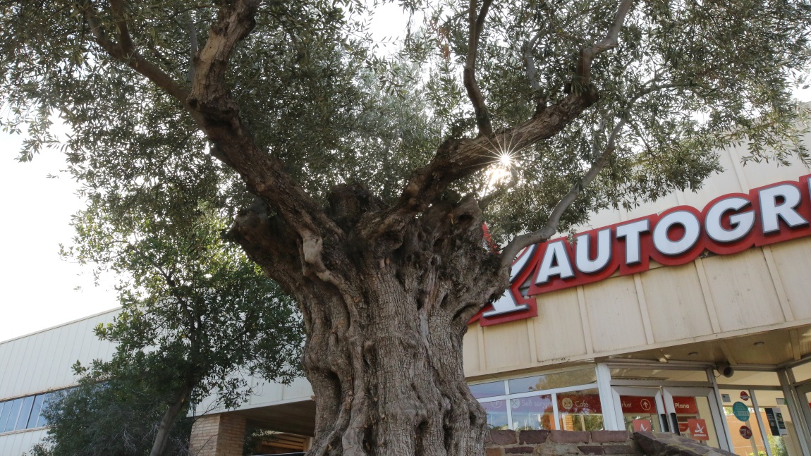 Impressive olive tree