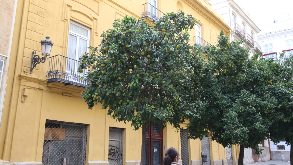 Orange trees