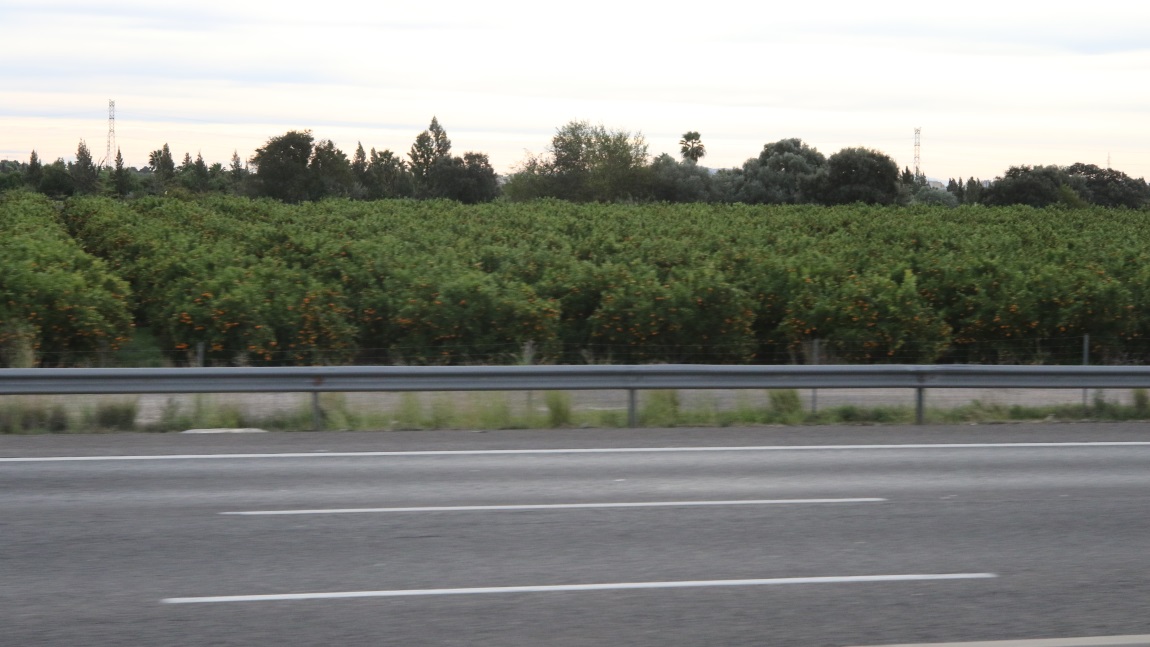 Valencia oranges