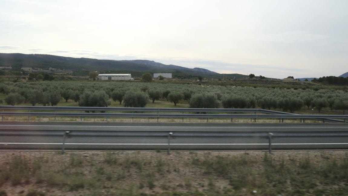 Olive trees East of Castalla