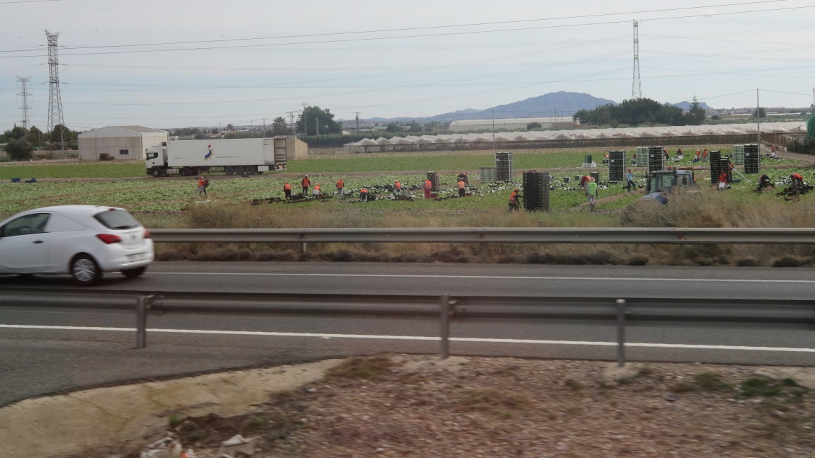 Harvesting the crops