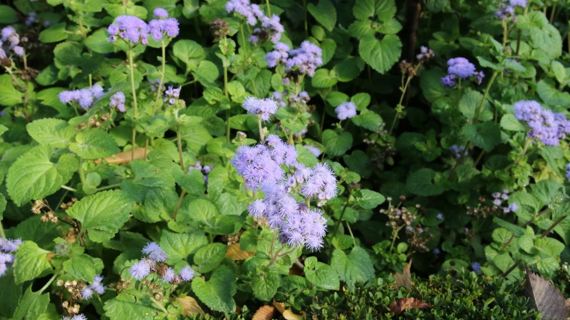 Partal Garden