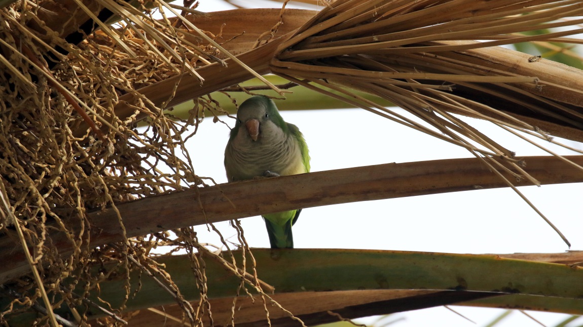 Parrot in a Palm Tree