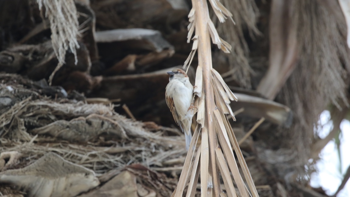Sparrow in a Palm Tree
