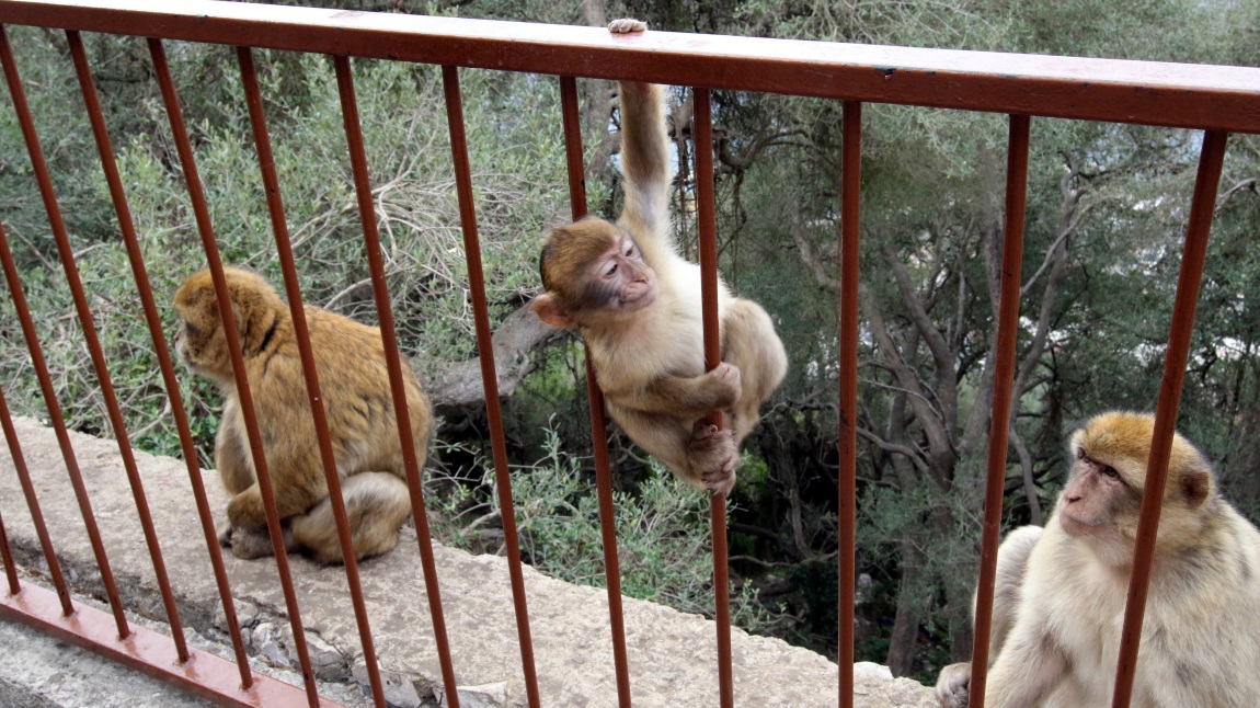 Monkey family