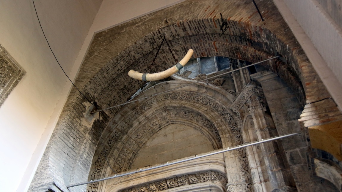 Elephant's tusk