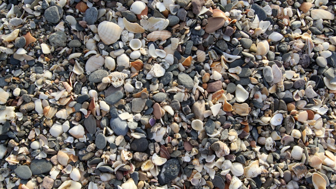 Shells and rocks