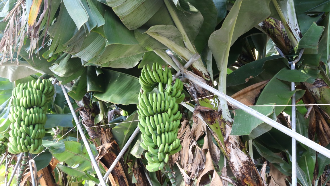Banana trees