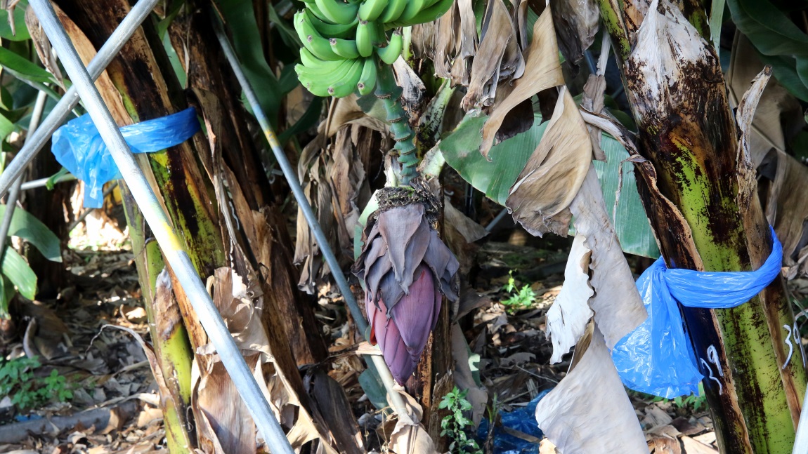 Banana tree heart