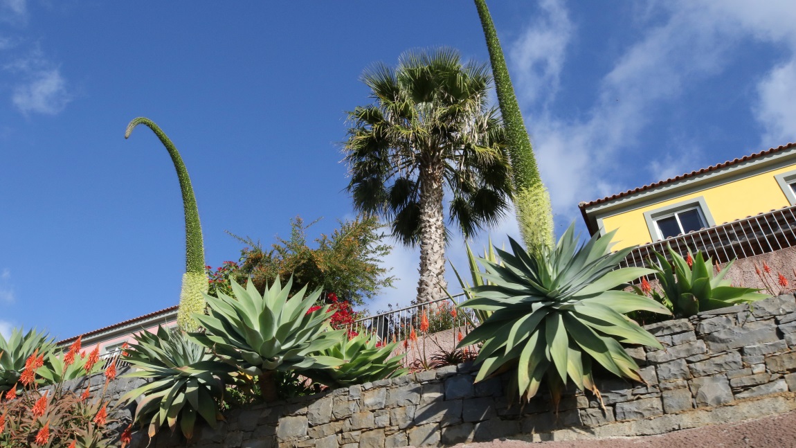 Tower of Jewels plants
