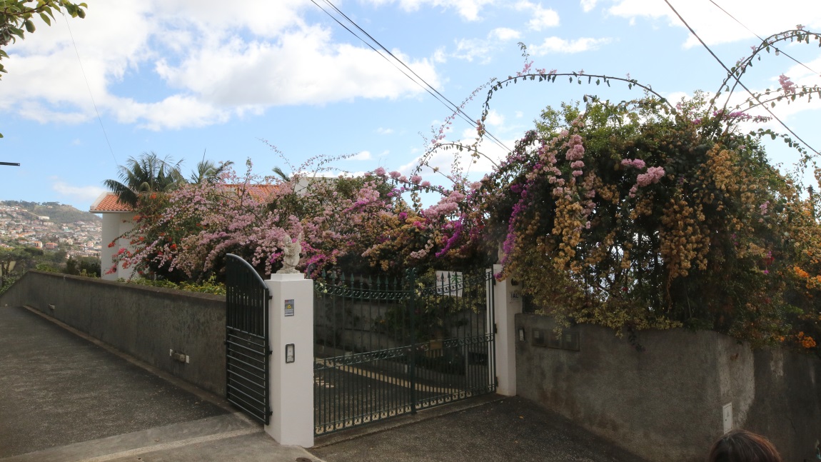 Flowering bushes