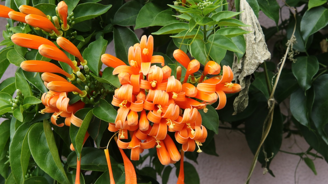 Cape honeysuckle