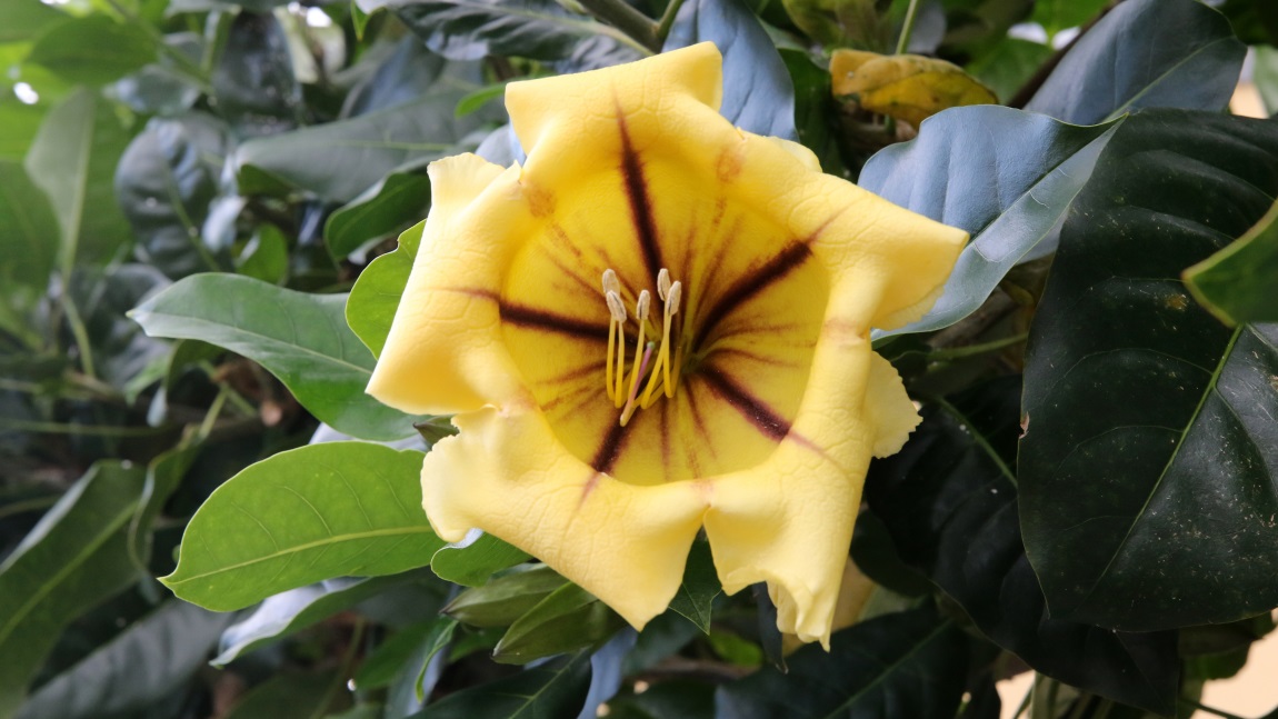 Yellow flower