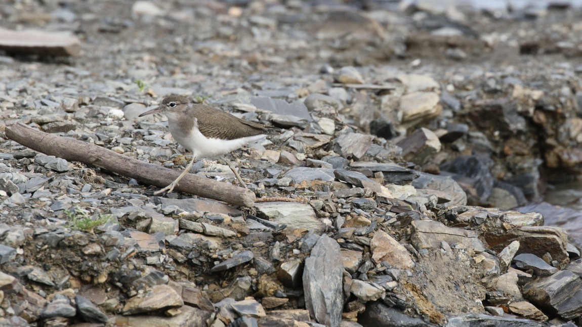 Sandpiper beside the Tanana River