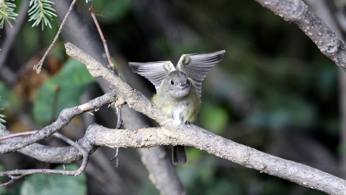 Ruby Crowned Kinglet