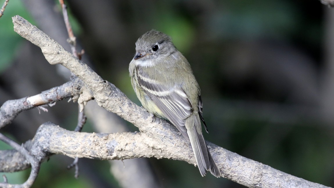 Ruby Crowned Kinglet